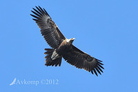 wedge tailed eagle 4102