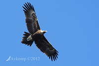 wedge tailed eagle 4103