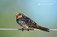 welcome swallow 19070