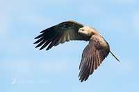 whistling kite 14491