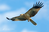 whistling kite 14503