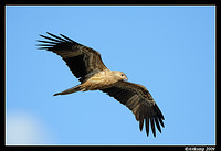 whistling kite 4210 800