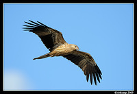 whistling kite 4210