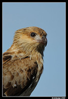 whistling kite 4280 portrait