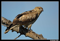 whistling kite 4281