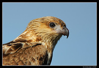 whistling kite 4282 portrait