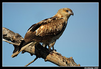 whistling kite 4282