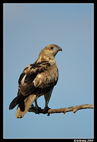 whistling kite 4283