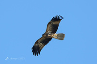 whistling kite 6771