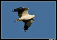 white bellied sea eagle 1388