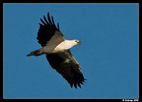 white bellied sea eagle 1389