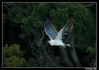 white bellied sea eagle 1390