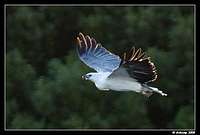 white bellied sea eagle 1396