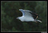 white bellied sea eagle 1397