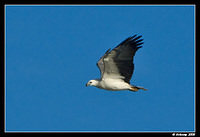 white bellied sea eagle 1429