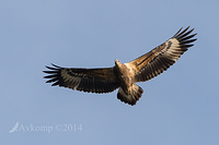 white bellied sea eagle 14602