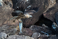 white bellied sea eagle 14605