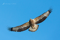 white bellied sea eagle 14641