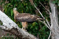 white bellied sea eagle 14723