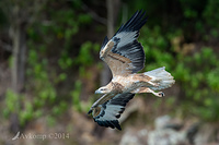 white bellied sea eagle 14759