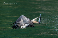 white bellied sea eagle 14761