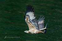 white bellied sea eagle 14762