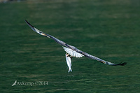 white bellied sea eagle 14767