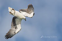 white bellied sea eagle 14802