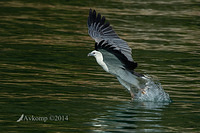 white bellied sea eagle 14803