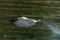 white bellied sea eagle 14804 smart sharpen