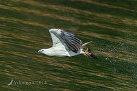 white bellied sea eagle 14805