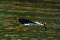 white bellied sea eagle 14806