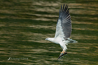 white bellied sea eagle 14808