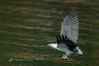 white bellied sea eagle 14812