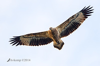 white bellied sea eagle 15386