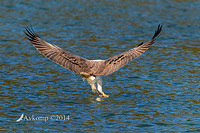 white bellied sea eagle 15427