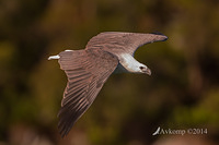 white bellied sea eagle 15439