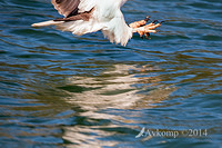 white bellied sea eagle 15443