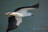 white bellied sea eagle 15450