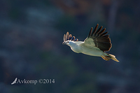 white bellied sea eagle 15463