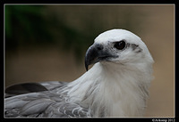 white bellied sea eagle 1653