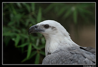 white bellied sea eagle 1656