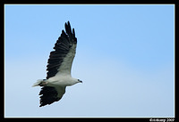 white bellied sea eagle 3776