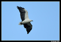 white bellied sea eagle 3779