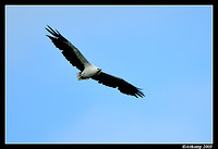 white bellied sea eagle 3782