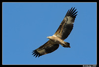 white bellied sea eagle 4314