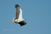 white bellied sea eagle 4657