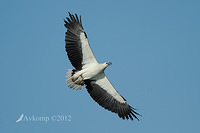 white bellied sea eagle 4658