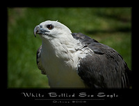 white bellied sea eagle 568 copy