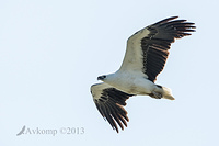 white bellied sea eagle 8626